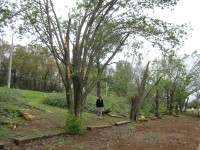 This row of trees in front of Butler High School was damaged by the tornado. Interestingly, only certain branches of the tree were snapped, while some remained mostly unharmed.