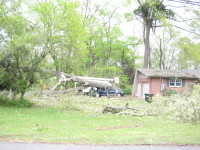 Several trees down, one that crushed a van off Roseberry Drive in Scottsboro.