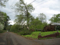 Several trees downed along Roseberry Drive in Scottsboro.