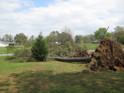 The tornado snapped several trees along Ingram Road, at the beginning of the damage path.