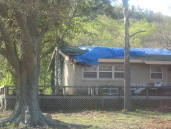 The tornado snapped several trees along Ingram Road, at the beginning of the damage path.