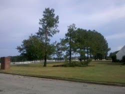 Large limbs blown off trees