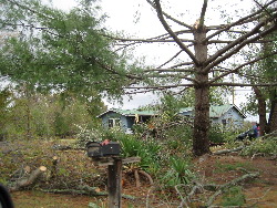  Significant tree damage occurred in this location on CR 329. One large pine was snapped in half.