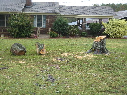  Although mostly cleaned up, a large tree was evidently knocked down at this residence.