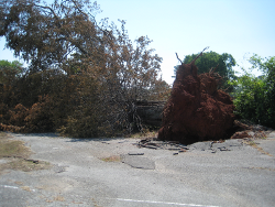 Large tree uprooted at the beginning of the path just north of Hatfield Lake Road.  Portions of the pavement were pulled up with it.