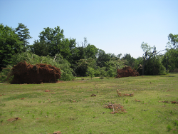 Several trees uprooted and blown down in different directions. Also north of Hatfield Lake Road.