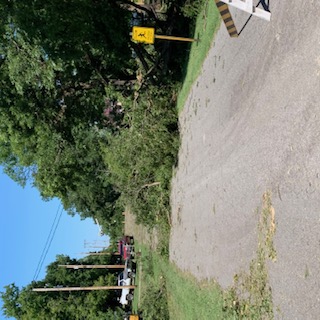 Large tree branches covering the road in Oswego, KS