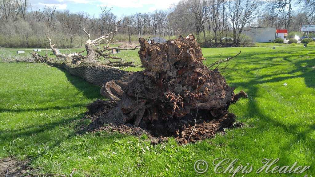 Tree uprooted in Urbana. Photo courtesy of Chris Heater