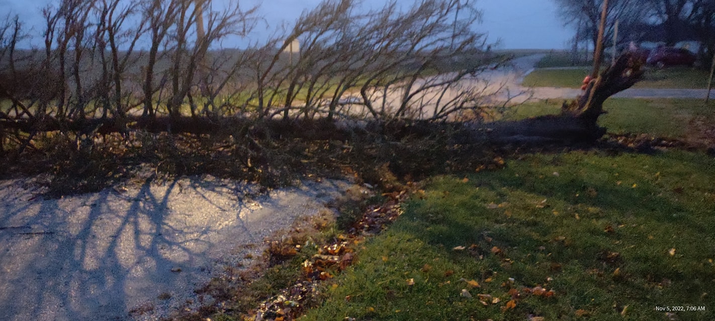 Tree down in Redmon. Image via social media.