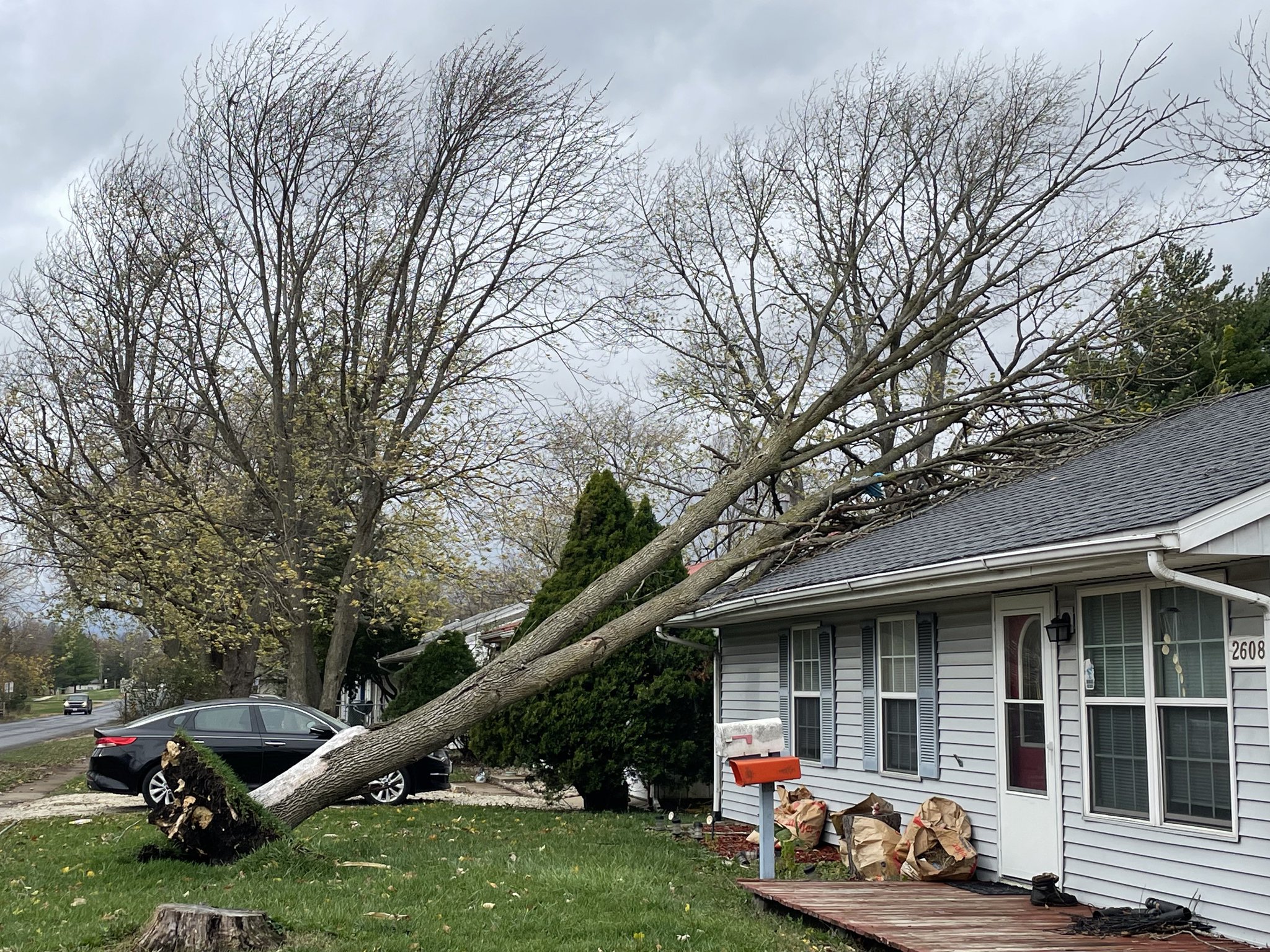 Tree on a house in Urbana. Image via social media.