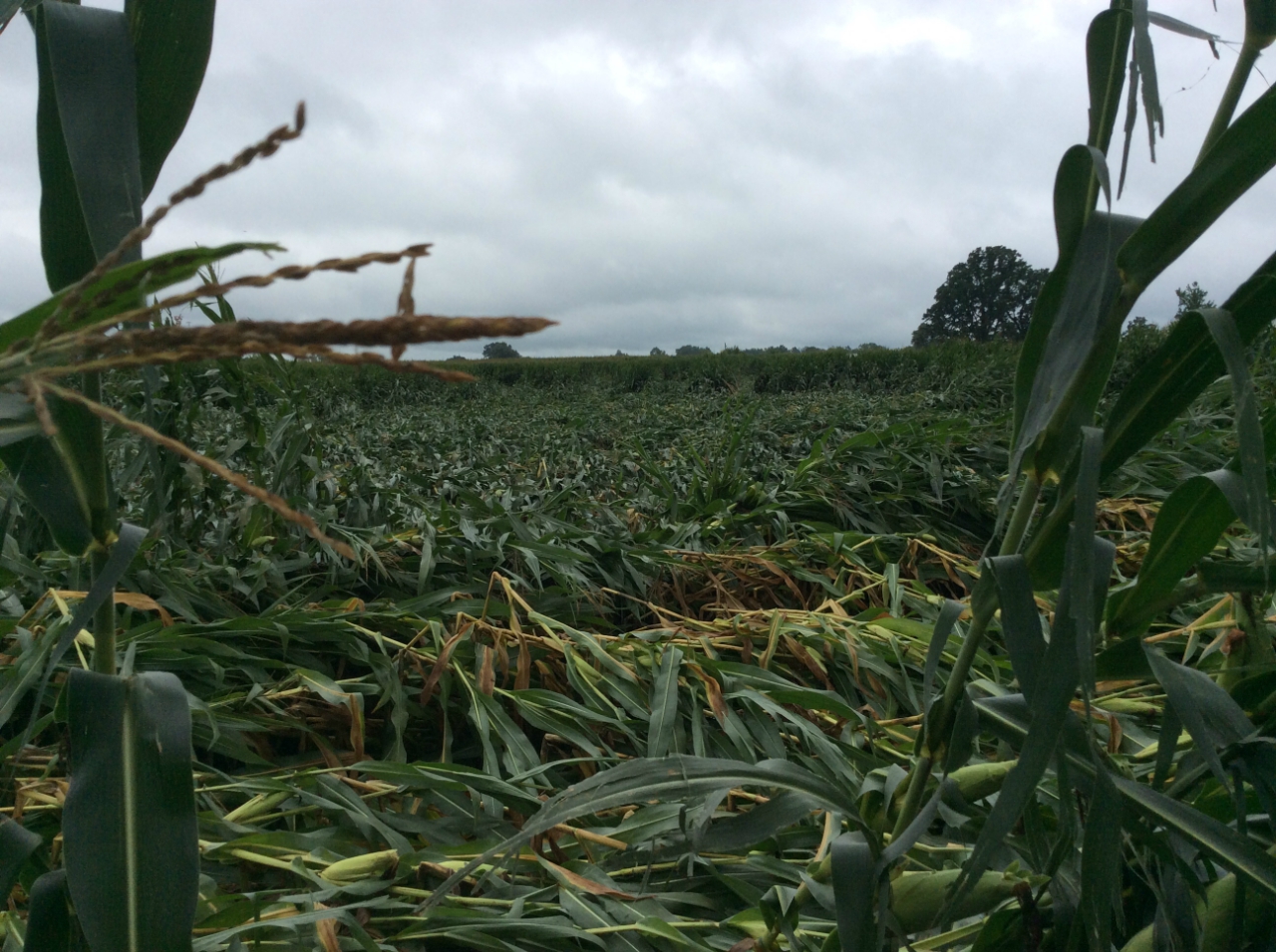 Crop Damage from Tornado