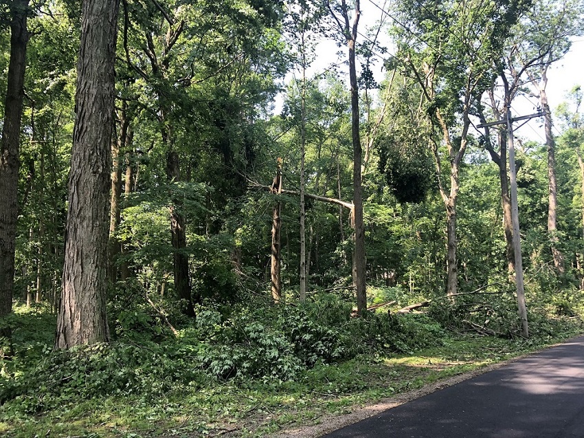 Tree Damage from Tornado