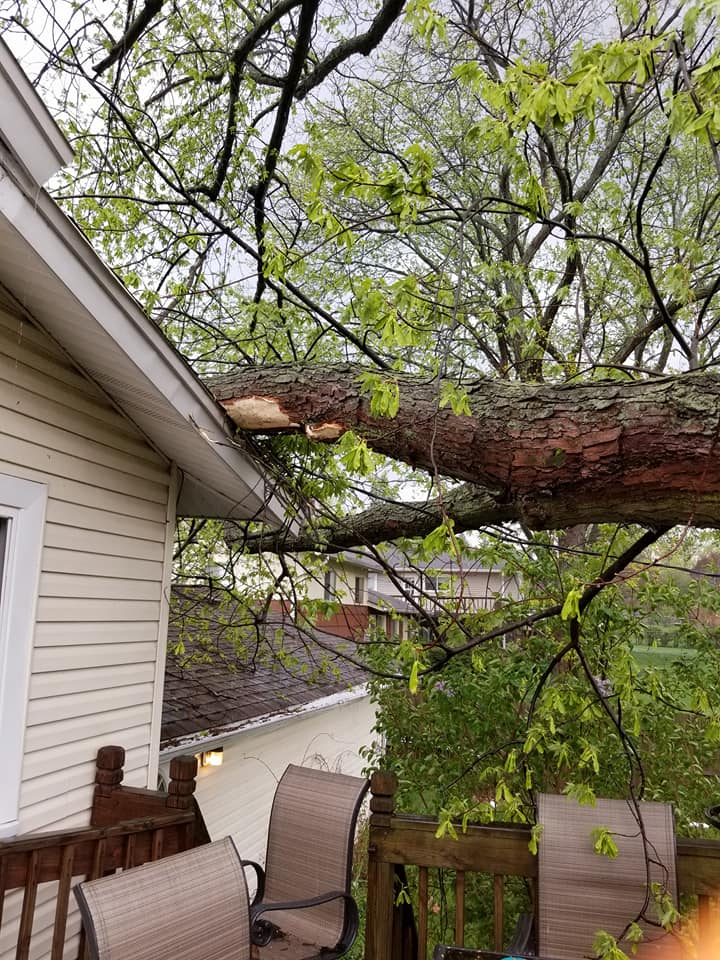 Tree down in unincorporated Lombard.  Photo by Karen Harast