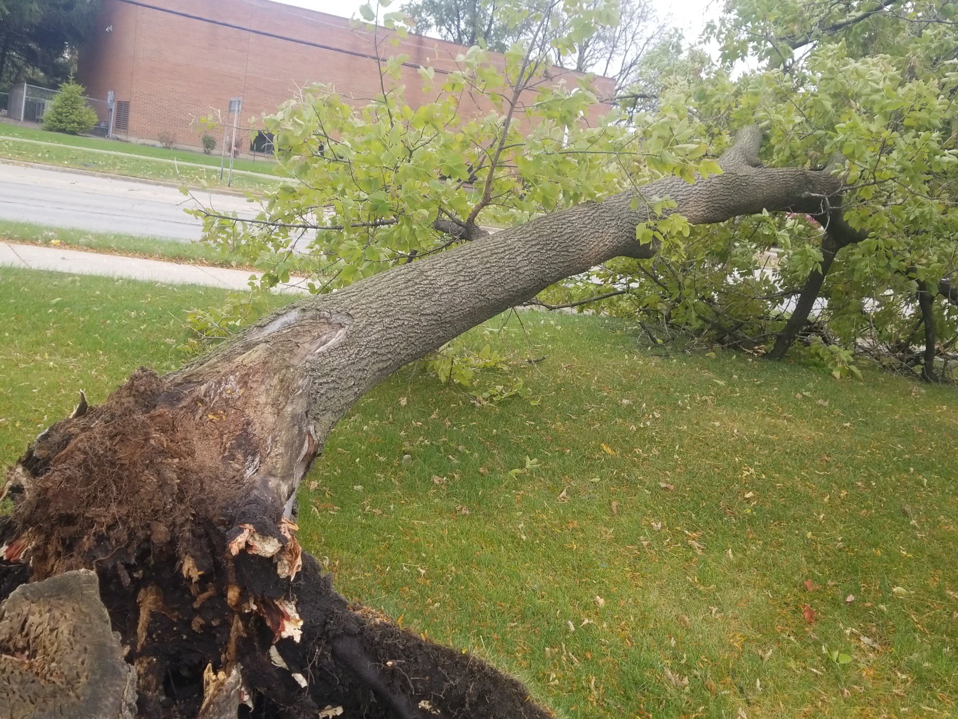 Somonauk, IL Wind Damage: Bob Wazsak