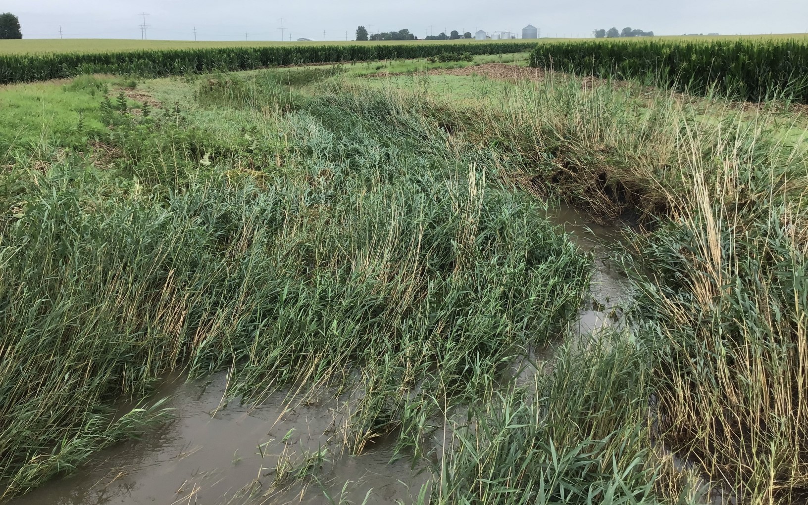 Photo showing flattened vegetation along Hog Run.