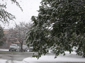 Picture of Snowfall in Lubbock (11/2/2004)