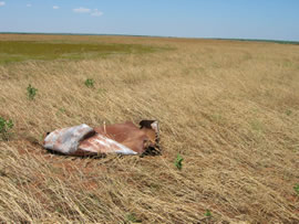 Image of damage from June 12, 2005 storm in Kent County,  northwest of Jayton