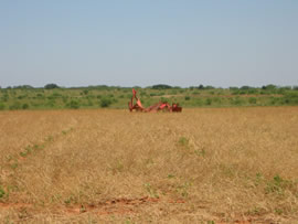 Image of damage from June 12, 2005 storm in Kent County,  northwest of Jayton