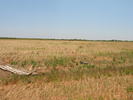 Image of damage from June 12, 2005 storm in Kent County,  northwest of Jayton