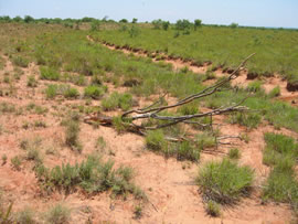 Image of damage from June 12, 2005 storm in Kent County,  northwest of Jayton