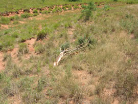 Image of damage from June 12, 2005 storm in Kent County,  northwest of Jayton