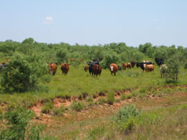 Image of damage from June 12, 2005 storm in Kent County,  northwest of Jayton