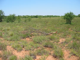 Image of damage from June 12, 2005 storm in Kent County,  northwest of Jayton