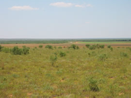 Image of damage from June 12, 2005 storm in Kent County,  northwest of Jayton