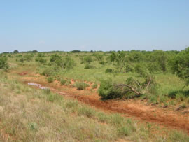 Image of damage from June 12, 2005 storm in Kent County,  northwest of Jayton