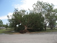 Damage associated with the tornado in the Fair Park area (east of the High School).