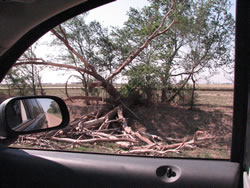 Image of damage around the Muleshoe area from storms on 25 May 2008. Click on the picture for a larger view. Photo by Jody James.