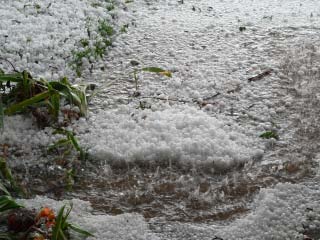 Picture of hail that fell in southwest Lubbock on 16 April 2009. Click on the image for a larger view.