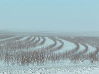 snow-covered field near Lubbock