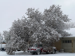 Picture of ice, sleet and snow impacts around the Lubbock area. Click on the picture for a larger view.