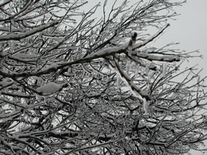 Picture of ice, sleet and snow impacts around the Lubbock area. Click on the picture for a larger view.