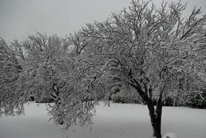 Picture of ice, sleet and snow impacts around the Lubbock area. Click on the picture for a larger view.