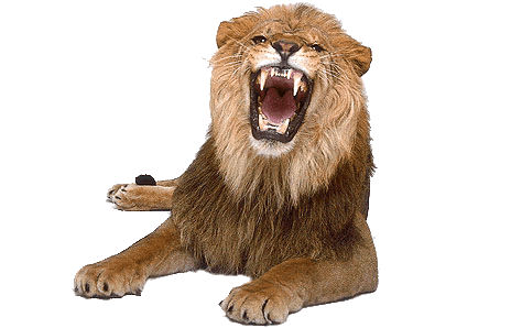 image of lion