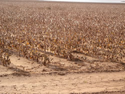 Picture of rain and hail impacts around Terry county.  Image was taken on Friday, 22 October 2010.  Click on the image for a larger view.