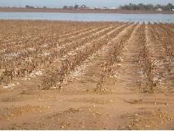 Picture of rain and hail impacts around Terry county.  Image was taken on Friday, 22 October 2010.  Click on the image for a larger view.