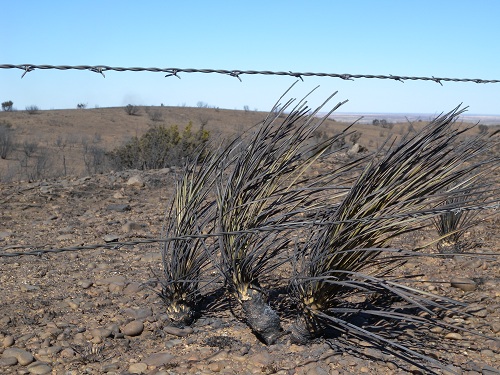 Burnt vegetation