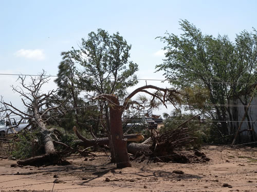 Large Tree Limbs snapped off from winds estimated to be 80 to 85 mph. Photo taken approximately 1/2 north of FM 41 along FM 179. Click on the image for a larger view.