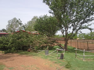 Tree damage resulting from strong straight-line winds. Click on the image for a larger view. 