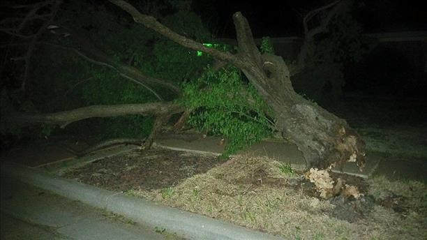 Tree damage near 91st and Elgin in Lubbock, courtesy of Matt Alvarez and KCBD.