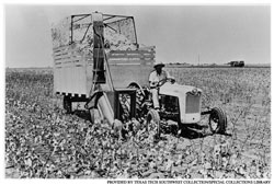 Cotton stripper on the Texas South Plains in the 1950s