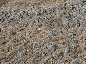 This is one of many "blowdowns" noted in remote forested areas.