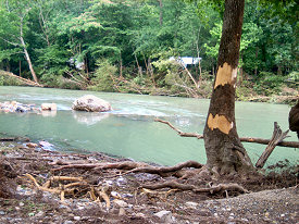 The Little Missouri River mowed down trees as it went from roughly 3 feet to 23 feet in just a few hours.