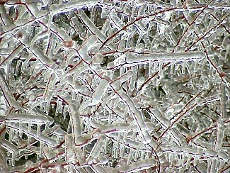 Trees were easier to recognize, but were stressed by the ice.