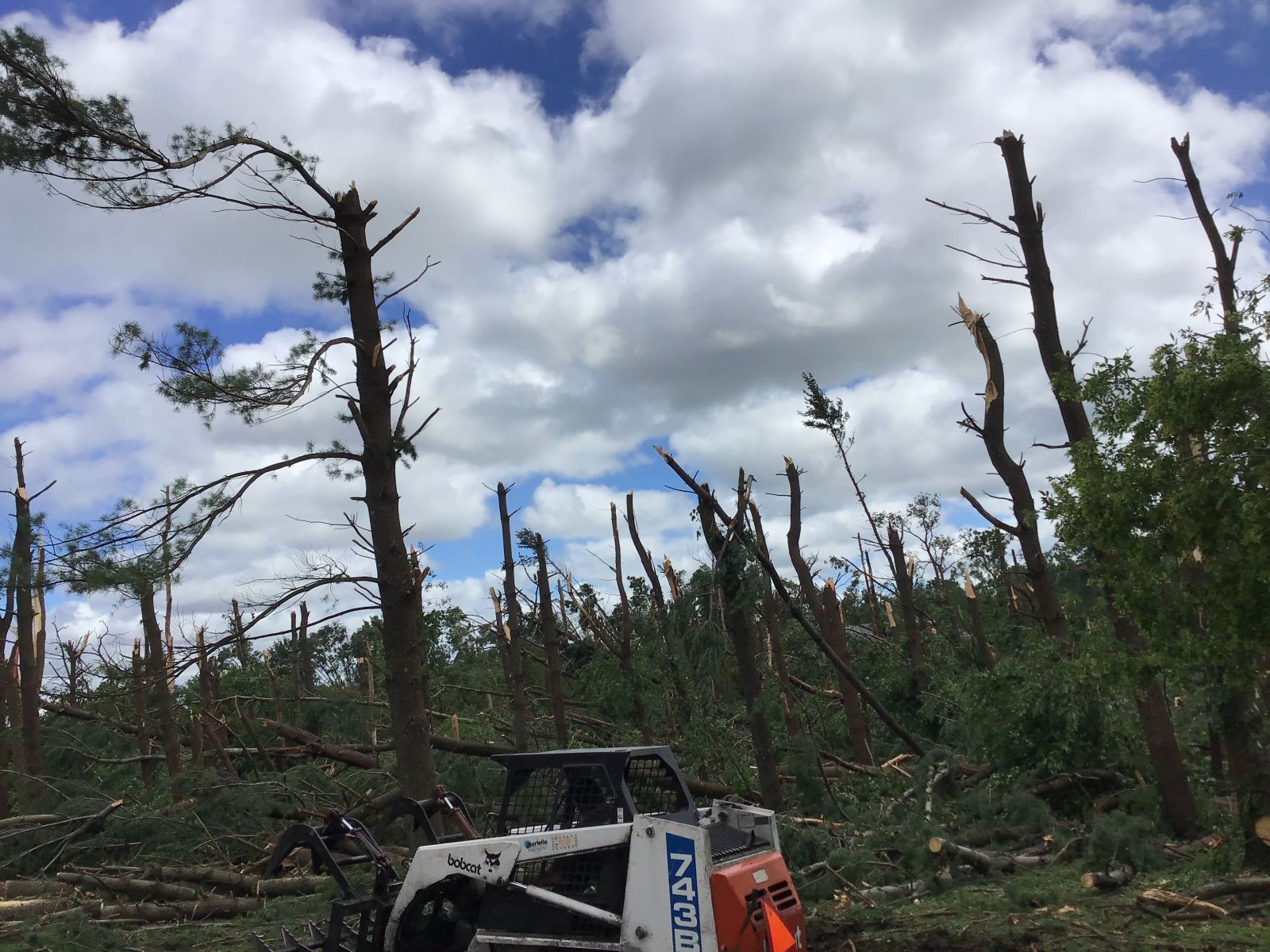 Photo of numerous trees snapped/torn near middle of trunks