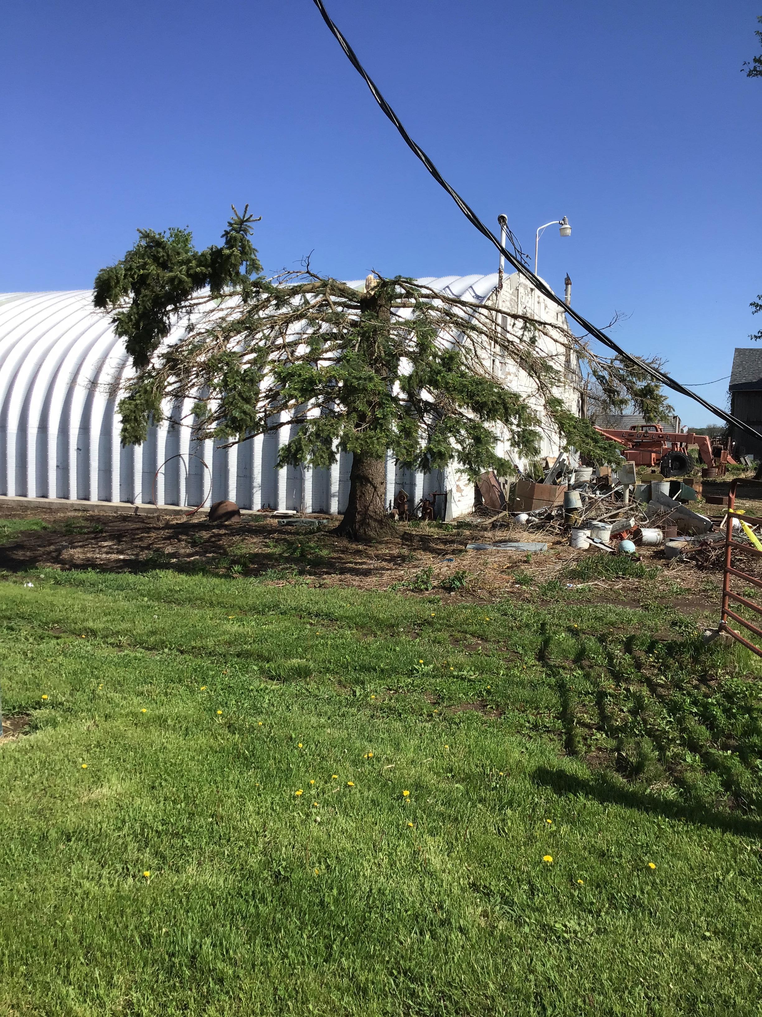 Photo of large pine tree snapped in the middle with the top of the tree out of sight of the picture