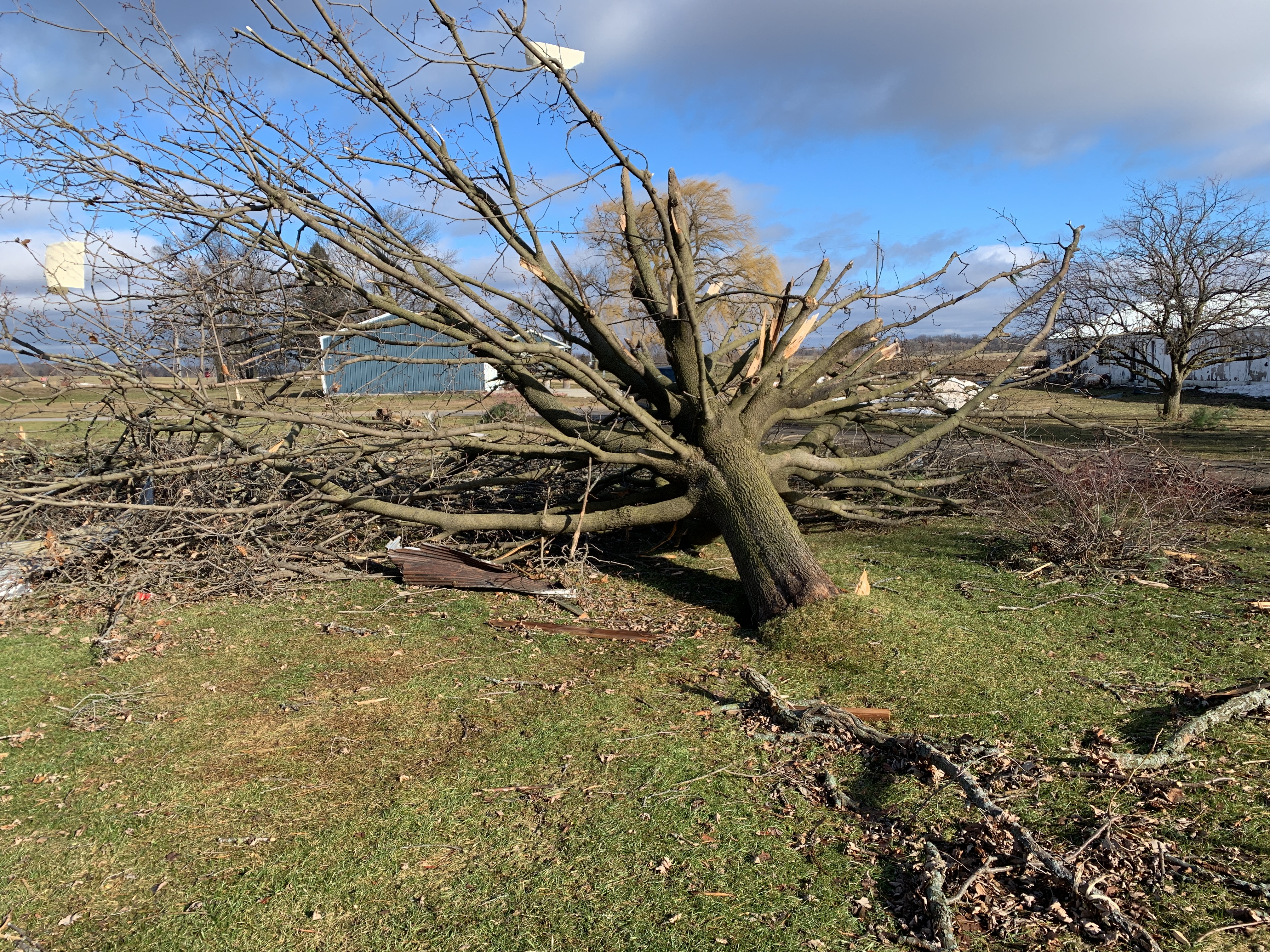 Top of tree trunk snapped from mid base